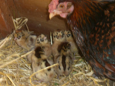 Fresian chicken and chicks.