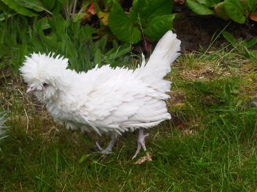 A fizzle poland chicken.