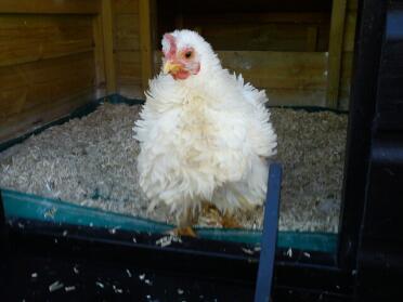 Frizzle Chicken in coop