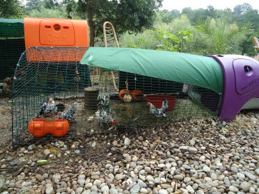 dry, watered and fed = happy chickens x