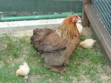 Golden Partridge chicken with chicks outside coop
