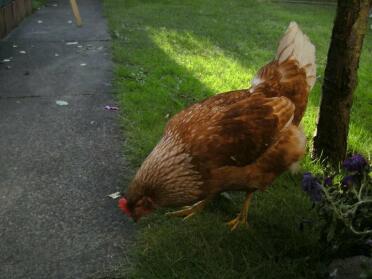 A hybrid chicken call Aggie.
