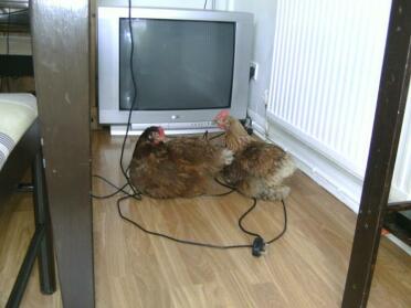 A hybrid chicken watching tv!