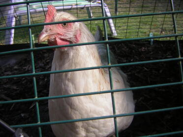 Amberlink the hybrid hen.
