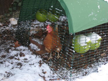 Chicken in Eglu Chicken Coop Run with snow