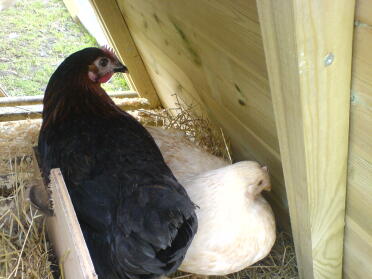 Chickens in their new wooden coop