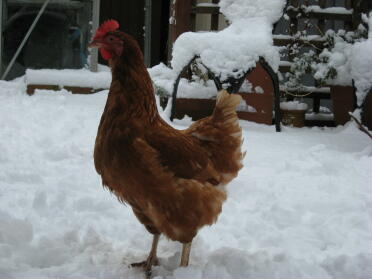Chicken in snow covered garden