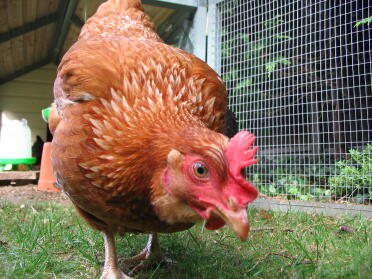 Close up of chicken