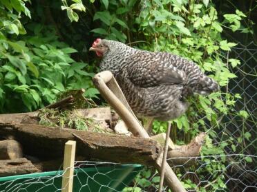 Chicken in garden