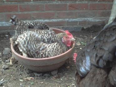 Chicken sitting in plant pot