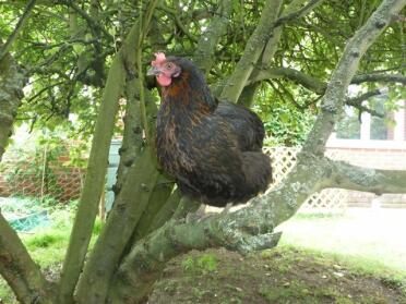 Chicken sitting on branch in tree