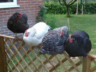 Chickens resting on fence