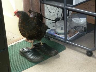 Chicken inside standing on shoes