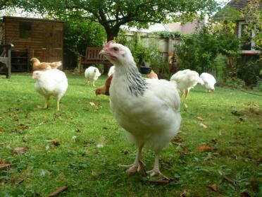 2 Month Old Light Sussex Cockerel