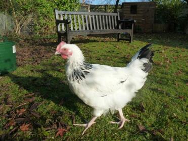3 Month Old Light Sussex Cockerel in garden