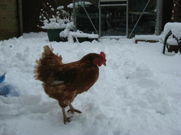 Chicken in snow covered garden