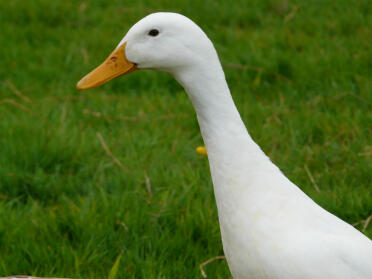 A smart looking indian runner duck.