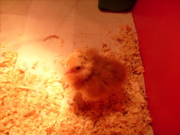 Red chick under lamp