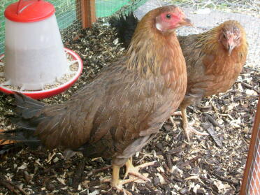 Two bantam leghorn chickens.