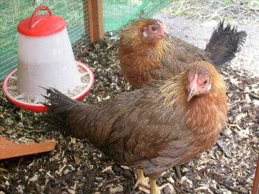 Our bantam leghorn chickens.