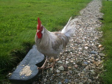 Lavender Barred Leghorn Chicken on gravel in garden