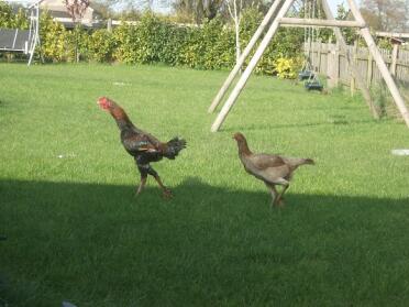 To malay chickens walking across a garden.
