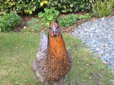 Clarice my copper blue maran hen.