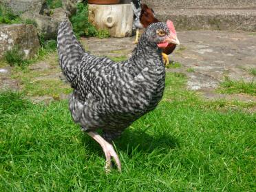 A cuckoo maran chicken walking in a garden.