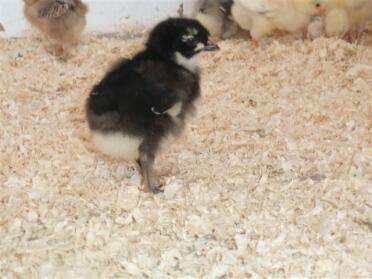 French maran chick.