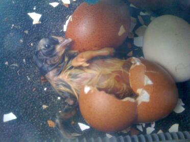 Maran Chick hatching from egg