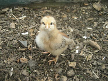 6 day old maran chick.