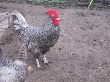 Maran Cockerel in run