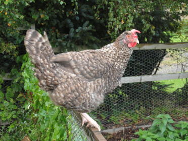 A maran hen perching on a fence.