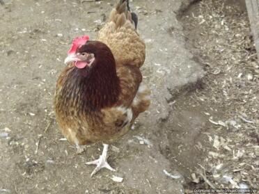 Wheaton Maran Chicken
