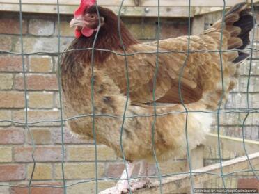 Wheaton Maran Chicken in run