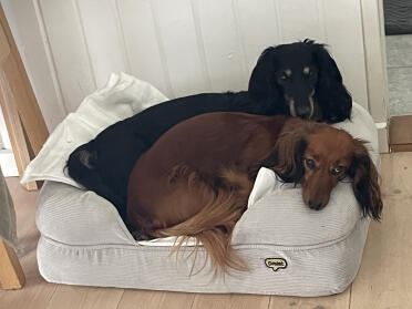 Our 2 dachshunds in the small dog bed with memory foam. They also have a medium dog bed in memory foam, which we bought as there was a battle for the small one :-)