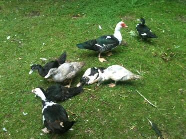 What lovely ducks!