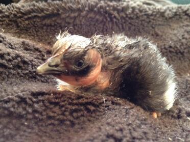Naked Neck Chicken on towel