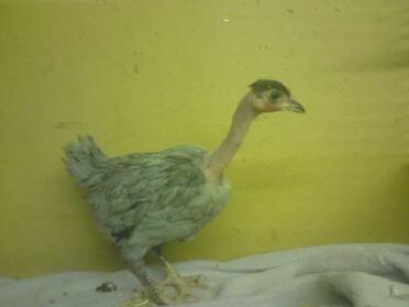 A naked neck chicken - a blue grower.