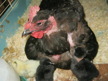 Naked Neck Chicken with her chicks