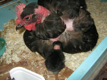 Naked Neck Chicken with her chicks