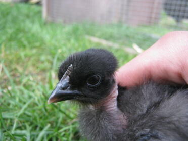Naked Neck chicken being held