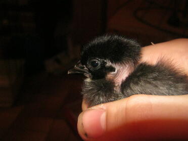 Naked Neck chicken being held