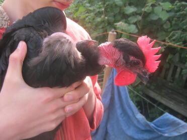 Holding our naked neck chicken.