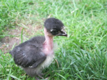 Naked Neck chick on the grass