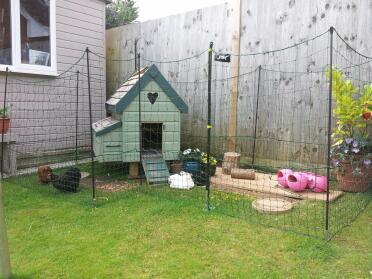 Wooden chicken coop surrounded by omlet chicken fencing