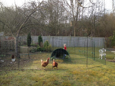 Chickens behind Omlet chicken fencing