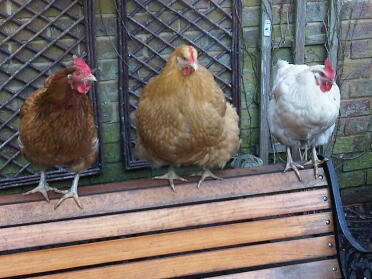 Three chickens sitting on bench