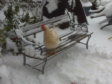 Chicken sitting on bench covered in snow