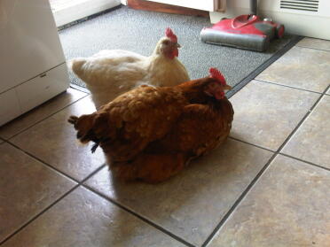 Two Chickens sat down inside